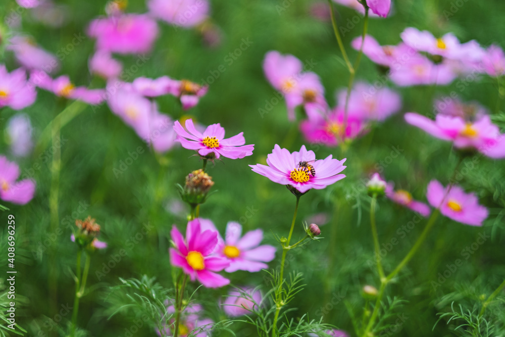 Bee and pink cosmos flowers in the garden