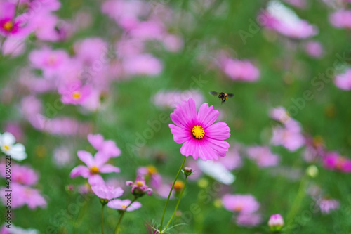 Bee and pink cosmos flowers in the garden