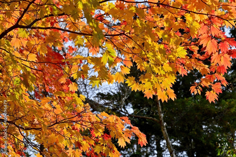 オンネトー湖キャンプ場で見たきれいに色づいたカエデの紅葉＠北海道
