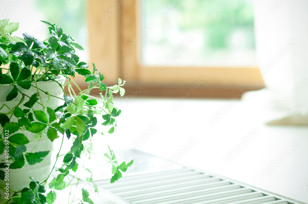 窓辺に置かれた観葉植物 窓辺に置かれた観葉植物