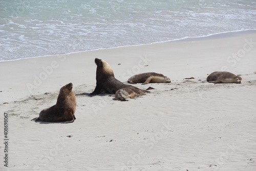 Australian Sea Lions, Kangaroo Island, South Australia.