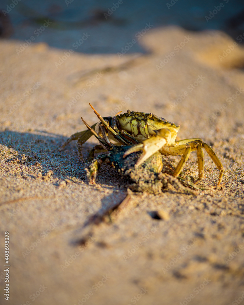 Close-up and selective focus on red sand crab at Tanjong Lobang beach, Miri, Sarawak, Borneo
