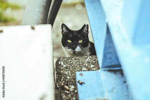 ねこ cat