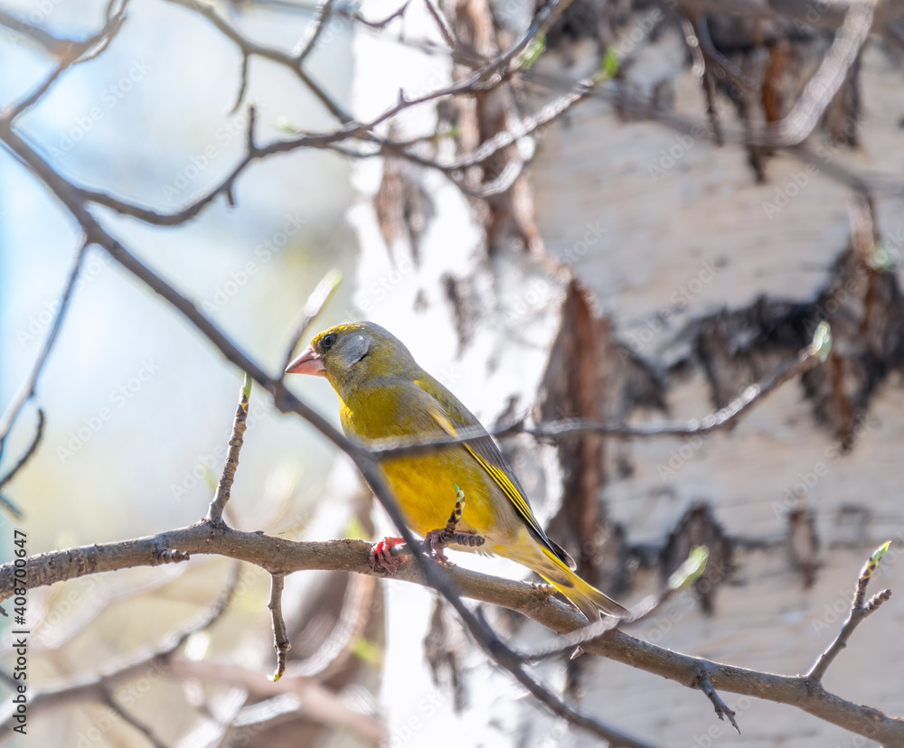 Green and yellow songbird, The European greenfinch sitting on a branch in spring.