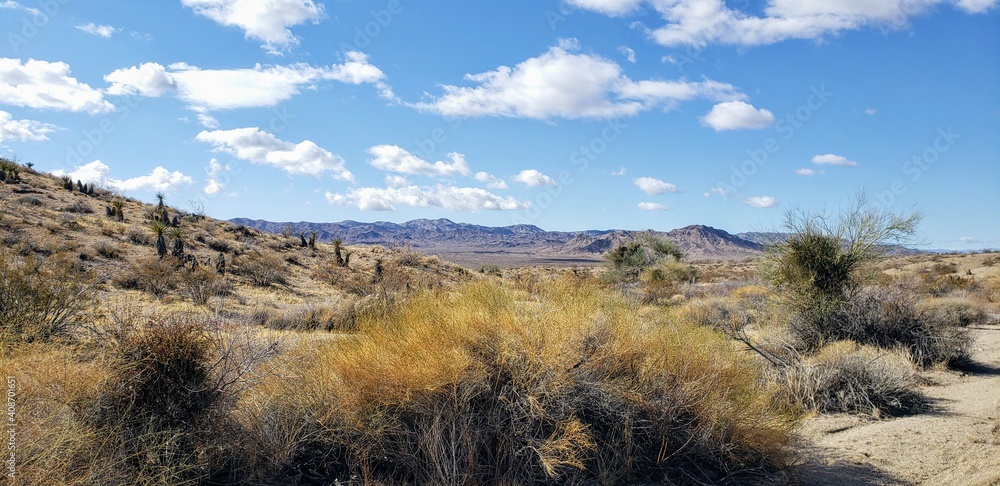 desert brush with mountains