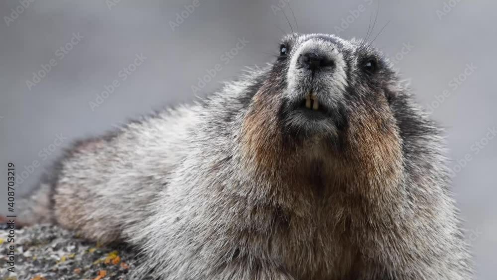 Hoary marmot in the Canadian Rockies Hoary marmot in the Canadian Rockies