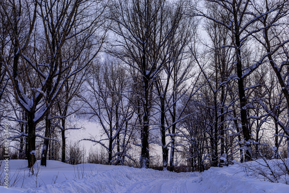 picturesque view of bare trees near snow covered road picturesque view of bare trees near snow covered road