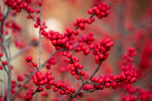 Bright red berries of a Winterberry (Ilex verticillata), a native deciduous holly that loses its leaves during winter. Raleigh, North Carolina. photo