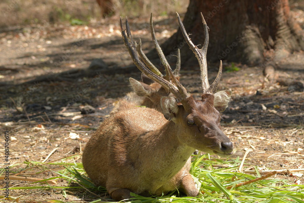 Fototapeta premium deer in the forest east nusa tenggara defocused baground