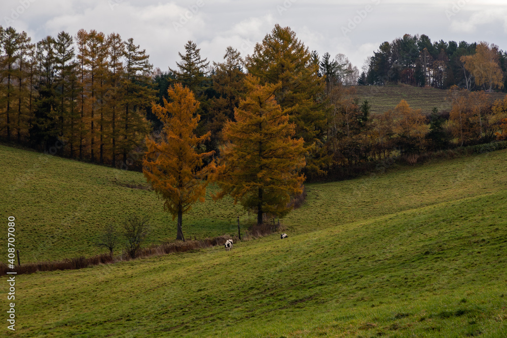 秋の美瑛町 カラマツ紅葉と牧場の風景