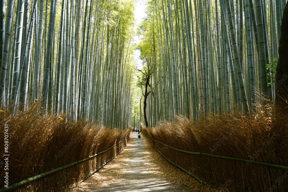竹林