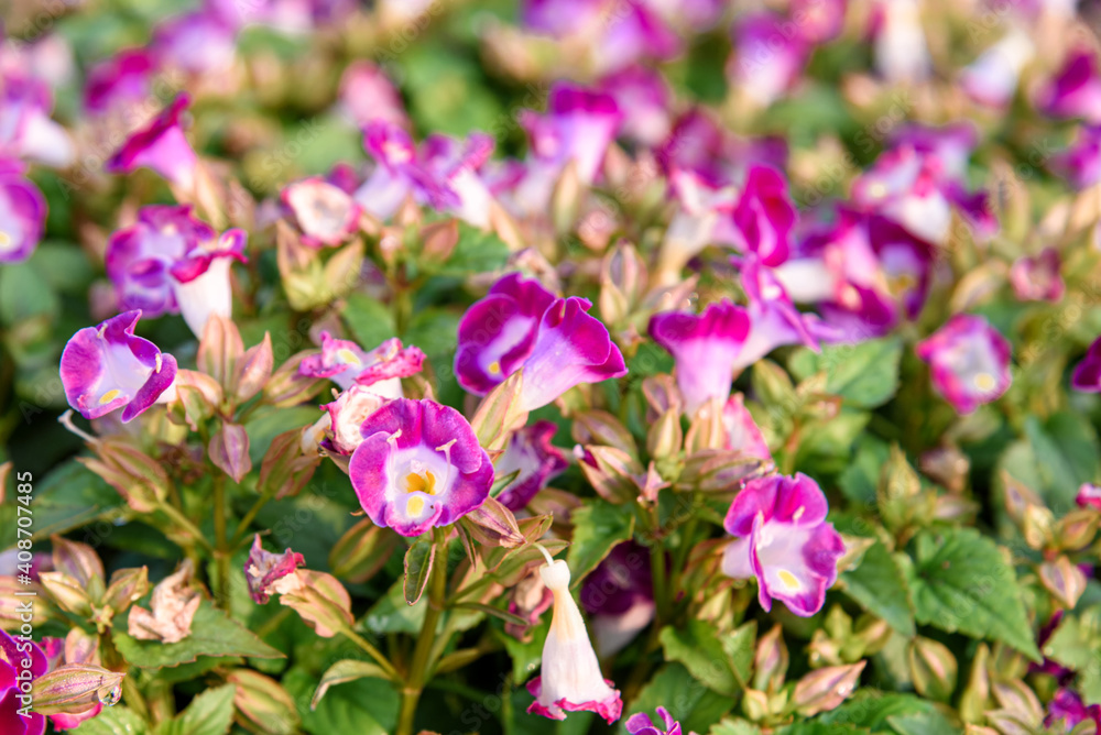 Beautiful torenia Flower in the garden Beautiful torenia Flower in the garden