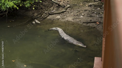 Saltwater Crocodile Resting On Water In Sungei Buloh Wetland Reserve, Singapore. - wide shot photo