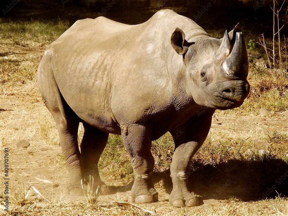 Obraz premium Black Rhino taken at Pretoria Zoo in South Africa 