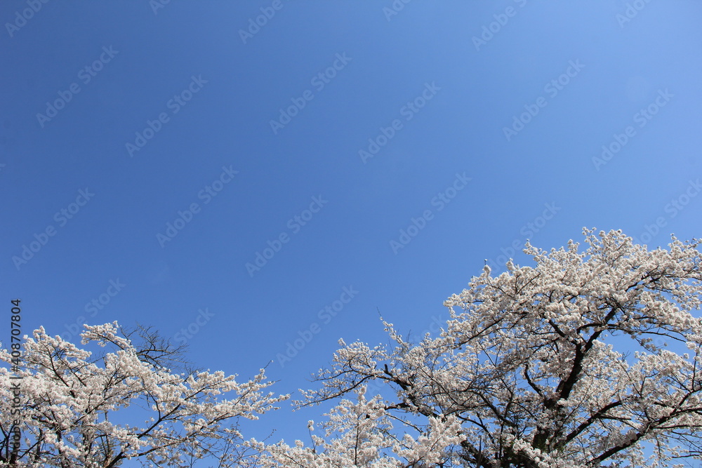 満開のソメイヨシノ(桜)と青空