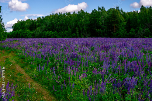 Summer field of lilac lupins near the forest on a sunny day. Calming natural landscape.