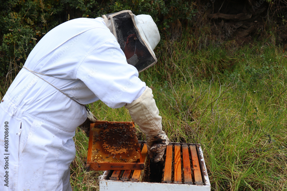 beekeeper working on his swarm he is moving the frames with a knive and he is holding a frame with bees and wearing a security suit beekeeper working on his swarm he is moving the frames with a knive and he is holding a frame with bees and wearing a security suit