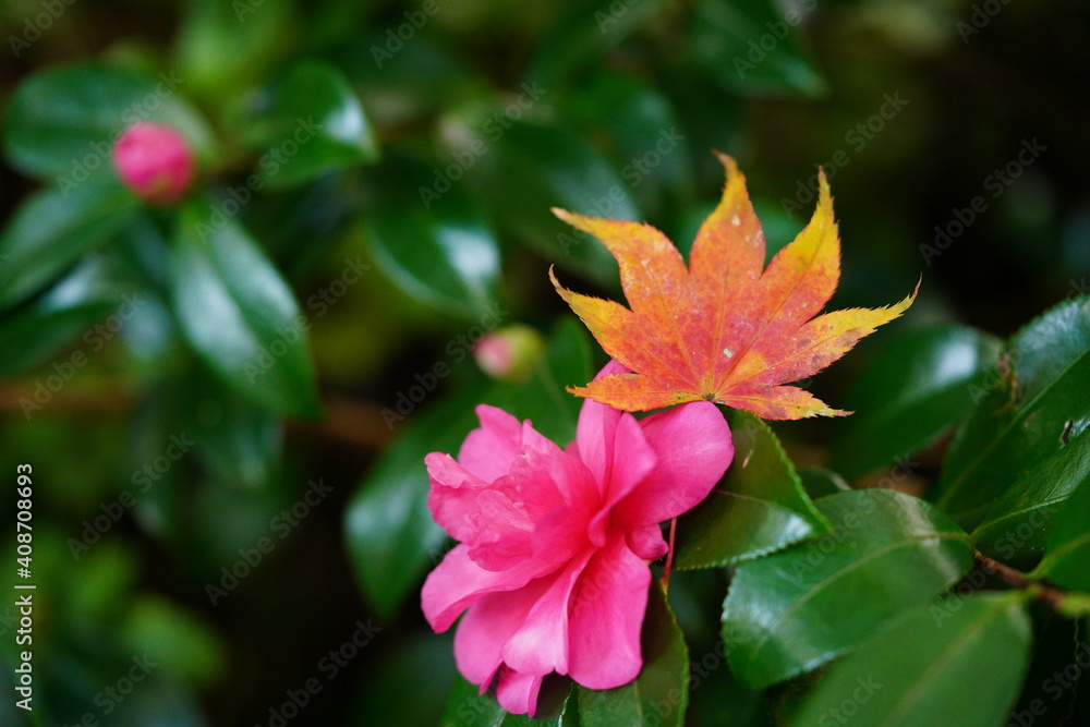 Obraz premium 紅葉