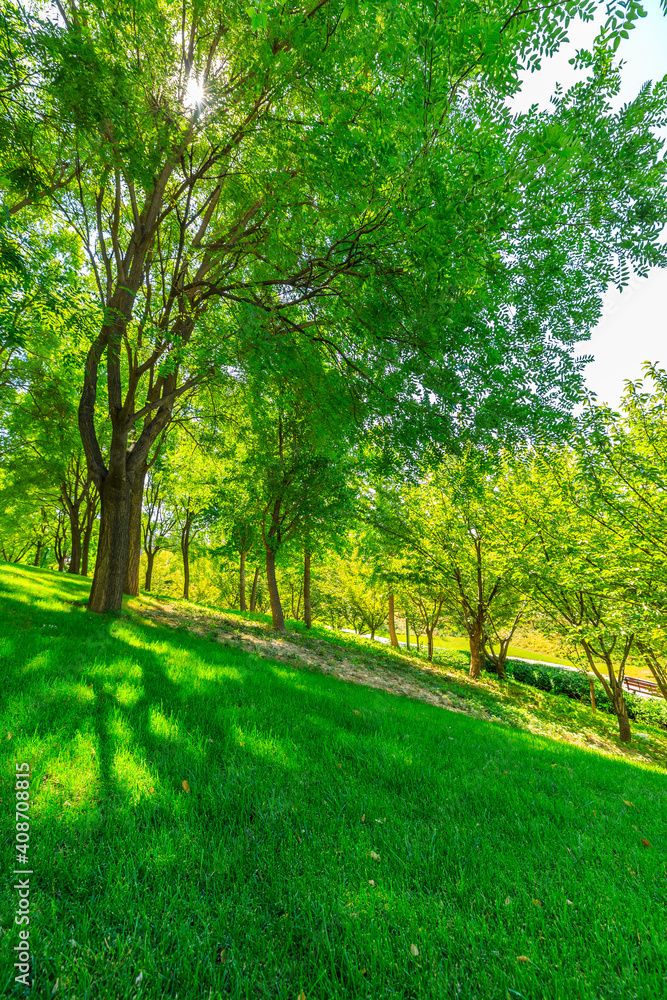 green forest background in a sunny day. green forest background in a sunny day.