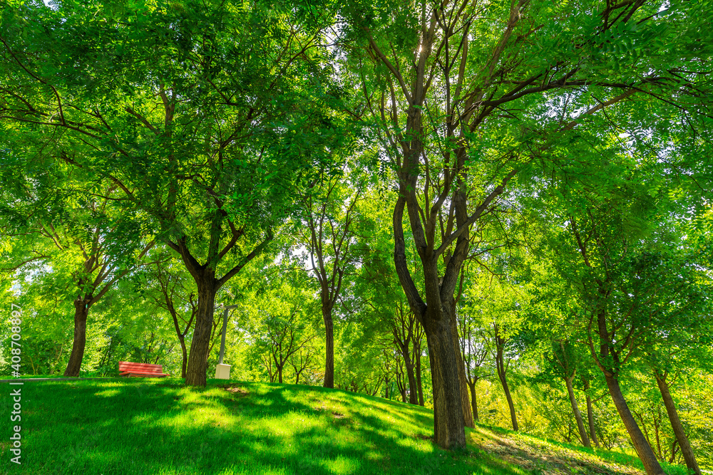 green forest background in a sunny day. green forest background in a sunny day.