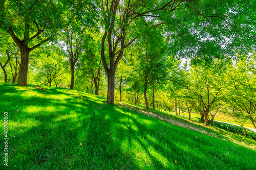 green forest background in a sunny day.
