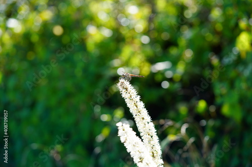 Obraz na płótnie 高山植物 w salonie
