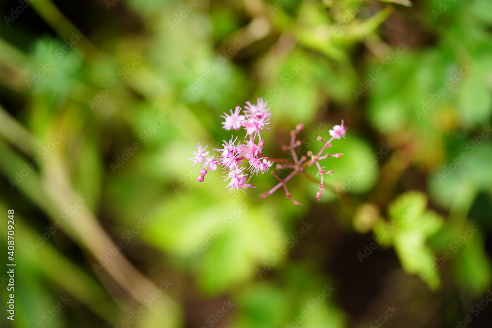 高山植物
