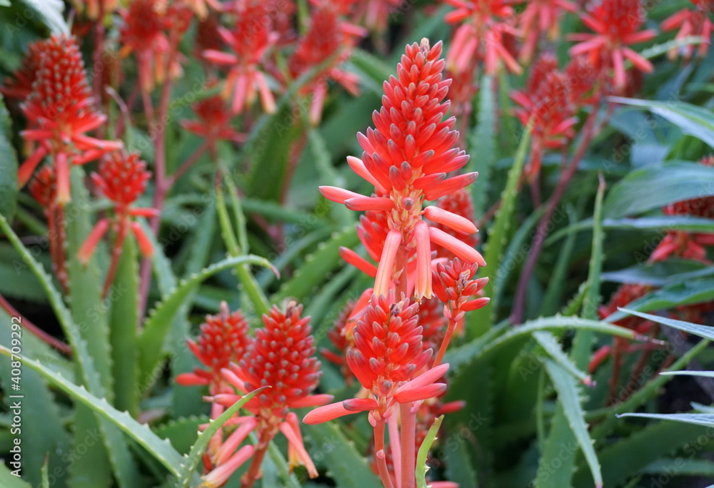 Stunning bright red color of aloe vera flowers Stunning bright red color of aloe vera flowers