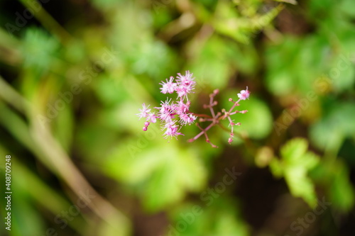 Obraz na płótnie 高山植物 w salonie