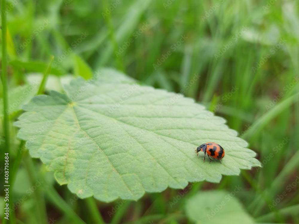 Bug sitting on the leaf Bug sitting on the leaf