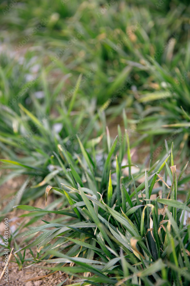 Wheat seedlings in winter fields Wheat seedlings in winter fields