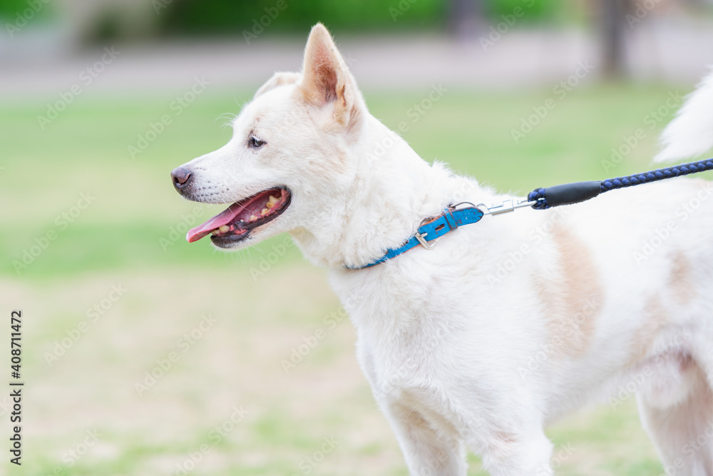 晴れた日に公園を散歩する犬 晴れた日に公園を散歩する犬
