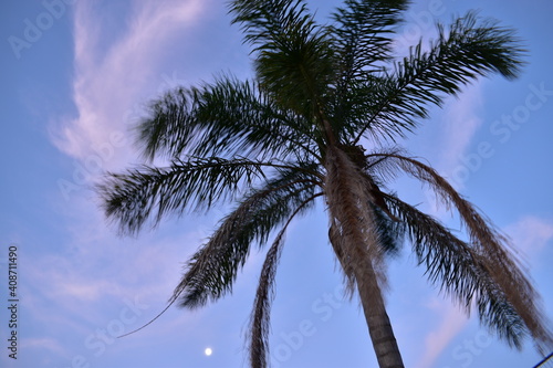 palm tree crown  fronds moving in wind  variable focus  with pink cirrus in blue sky behind  small moon at lower left