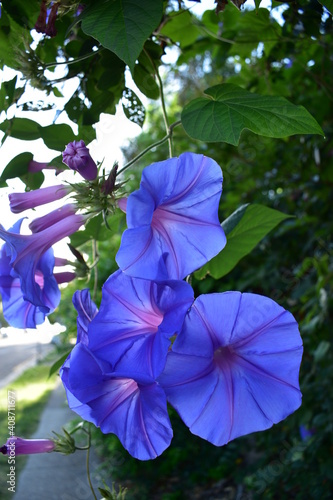 Purple convolvulus flowers hanging down with green leaves, backlit, green background