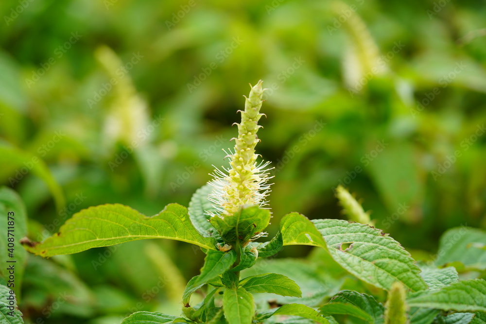 高山植物