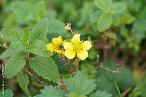 Obraz na płótnie 高山植物 w salonie
