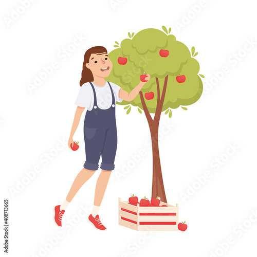 Woman Farmer or Agricultural Worker Gathering Ripe Apples in Wooden Crate Vector Illustration