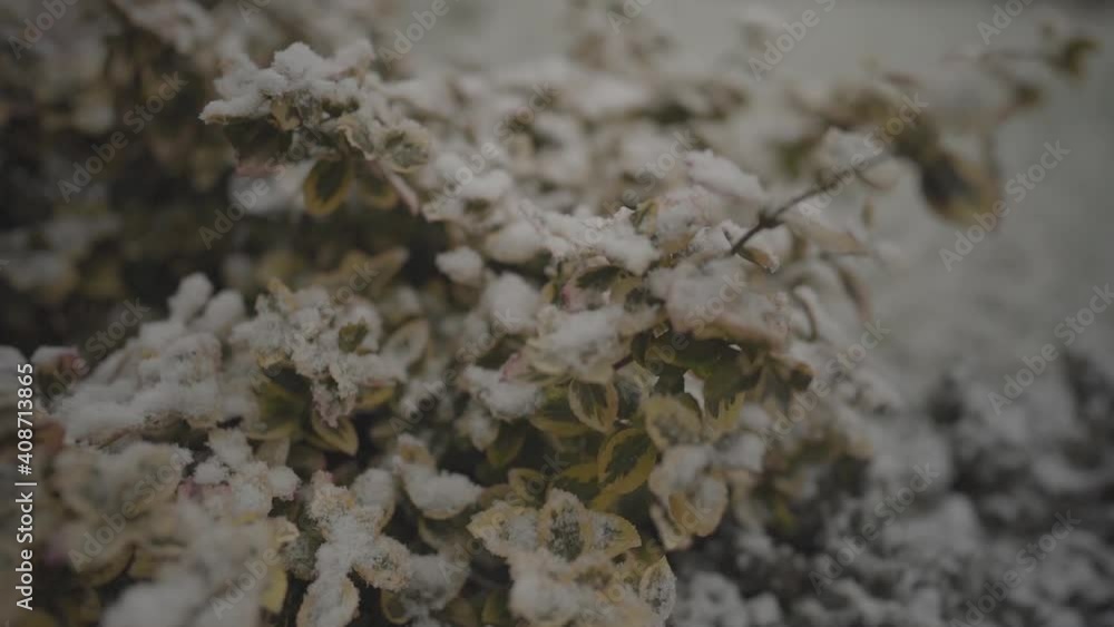 close view in slow motion of plant covered by snow flakes in england uk close view in slow motion of plant covered by snow flakes in england uk