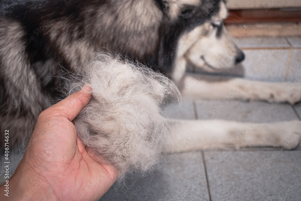 The dog's hair is on hand. Dogs that are in poor health cause a lot of hair  loss. The dog's fur is shed because it's time to shed. Dog hair loss Stock