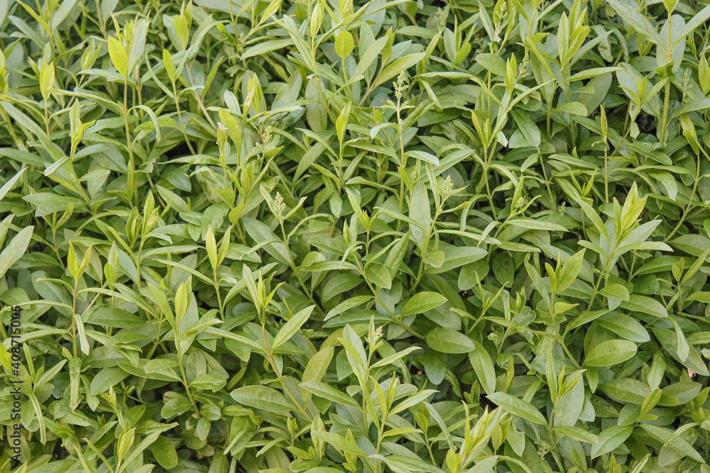 Green garden bushes texture