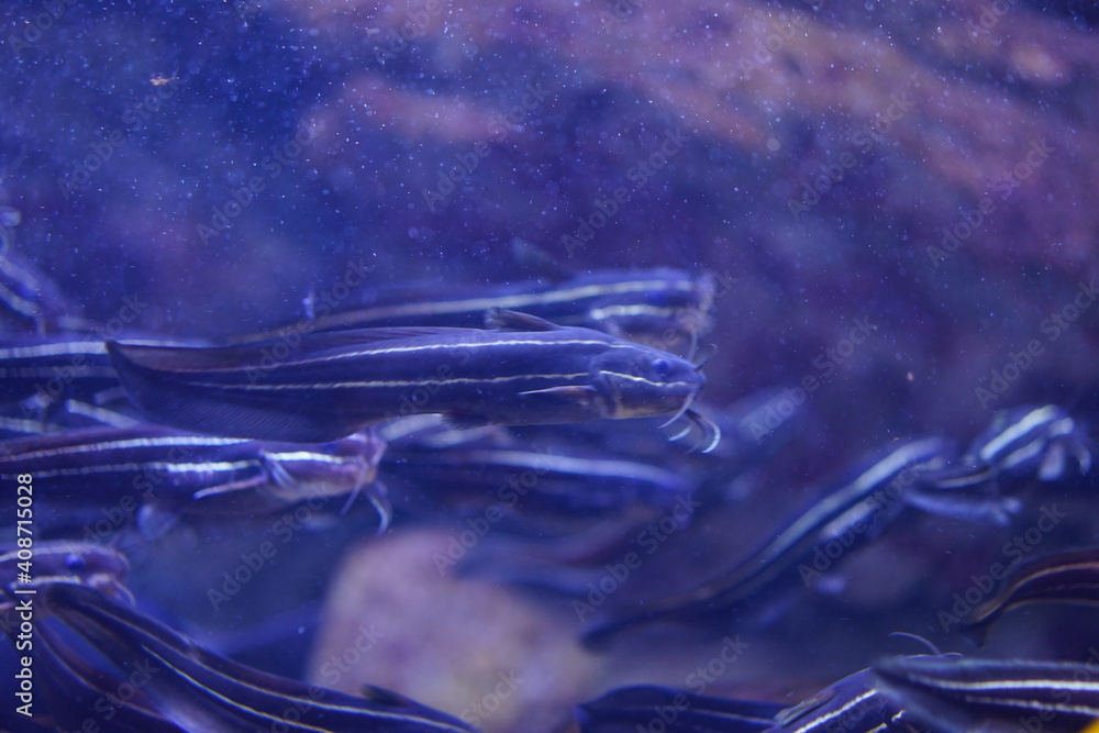 水族館