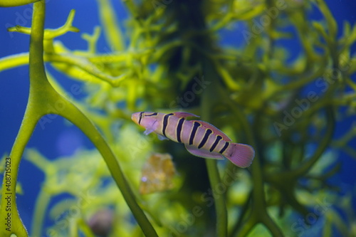 Obraz na płótnie 水族館 w salonie