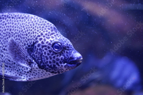 Obraz na płótnie 水族館 w salonie