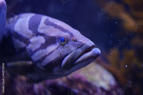 Obraz na płótnie 水族館 w salonie