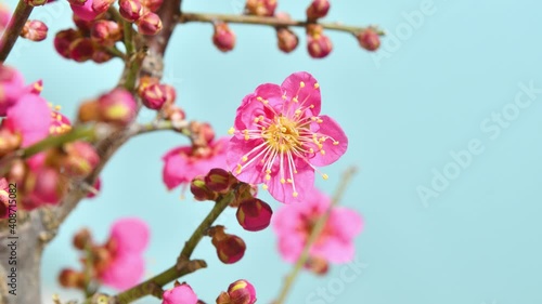 梅の花　開花　タイムラプス