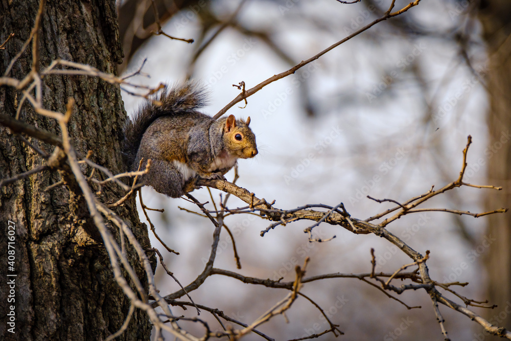 Gray Squirrel with sunlight on its face, resting on a thin bare, tree branch looking toward right Gray Squirrel with sunlight on its face, resting on a thin bare, tree branch looking toward right