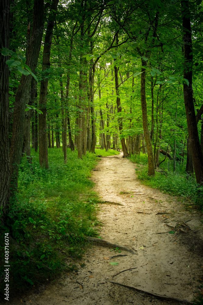 An explosion of green foliage in spring surrounding a dirt footpath path though the woods