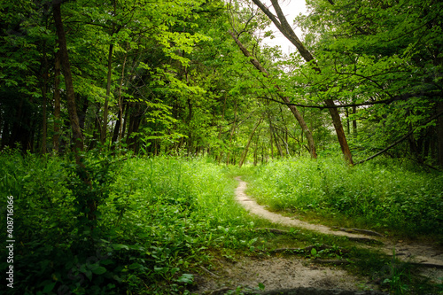 An explosion of green foliage in spring surrounding a winding footpath path though the woods