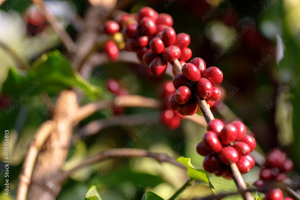 harvesting coffee berries by agriculture. Coffee beans ripening on the tree in North of Thailand harvesting coffee berries by agriculture. Coffee beans ripening on the tree in North of Thailand