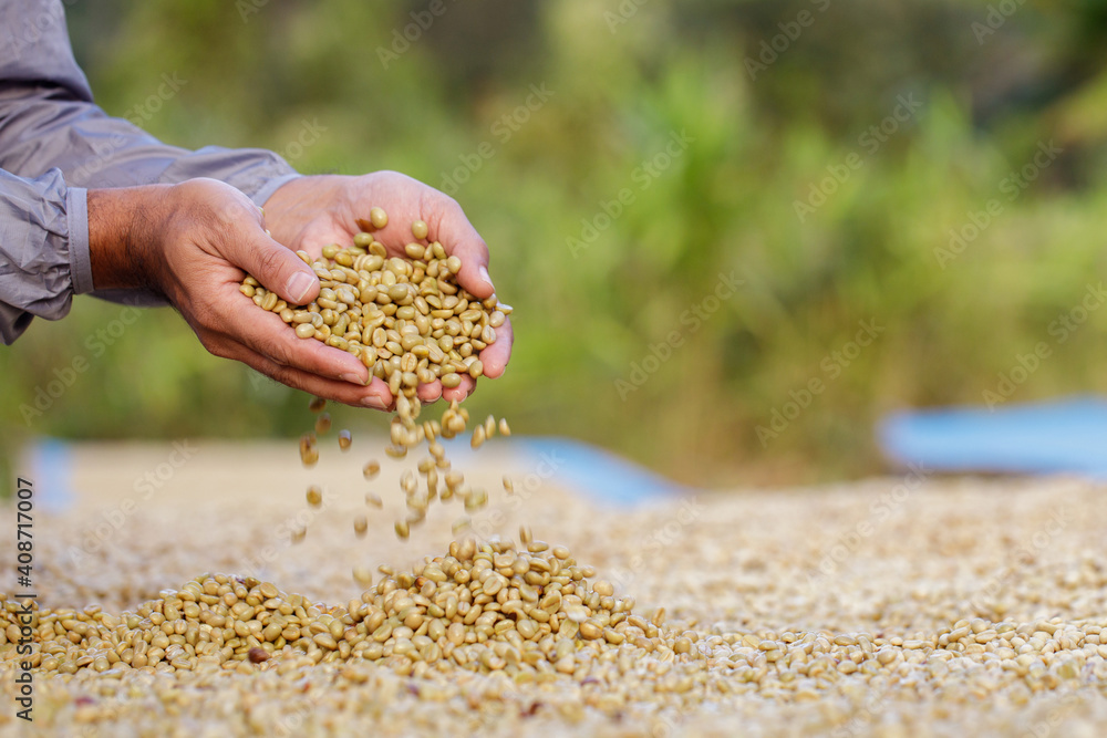 coffee beans drying in the sun. Coffee plantations at coffee farm coffee beans drying in the sun. Coffee plantations at coffee farm